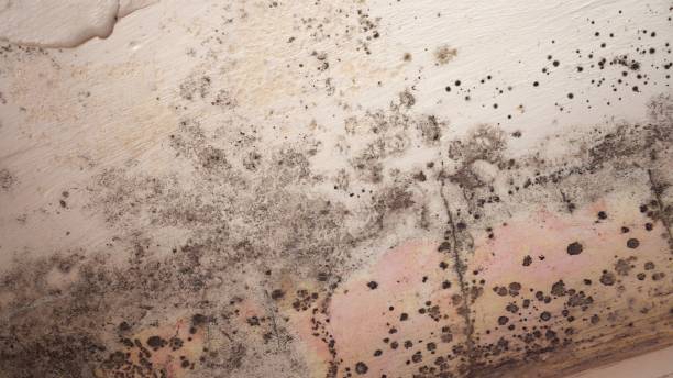 Best Black Mold Removal  in Atherton, CA